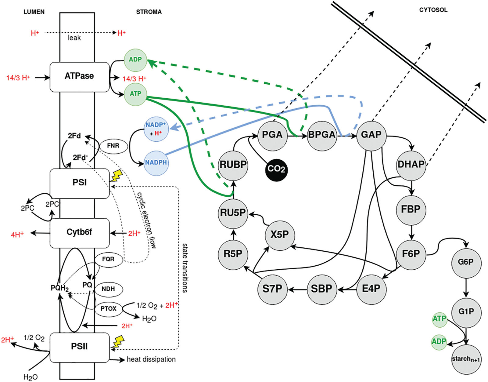 Matuszynska 2019, Physiol. Plant. scheme