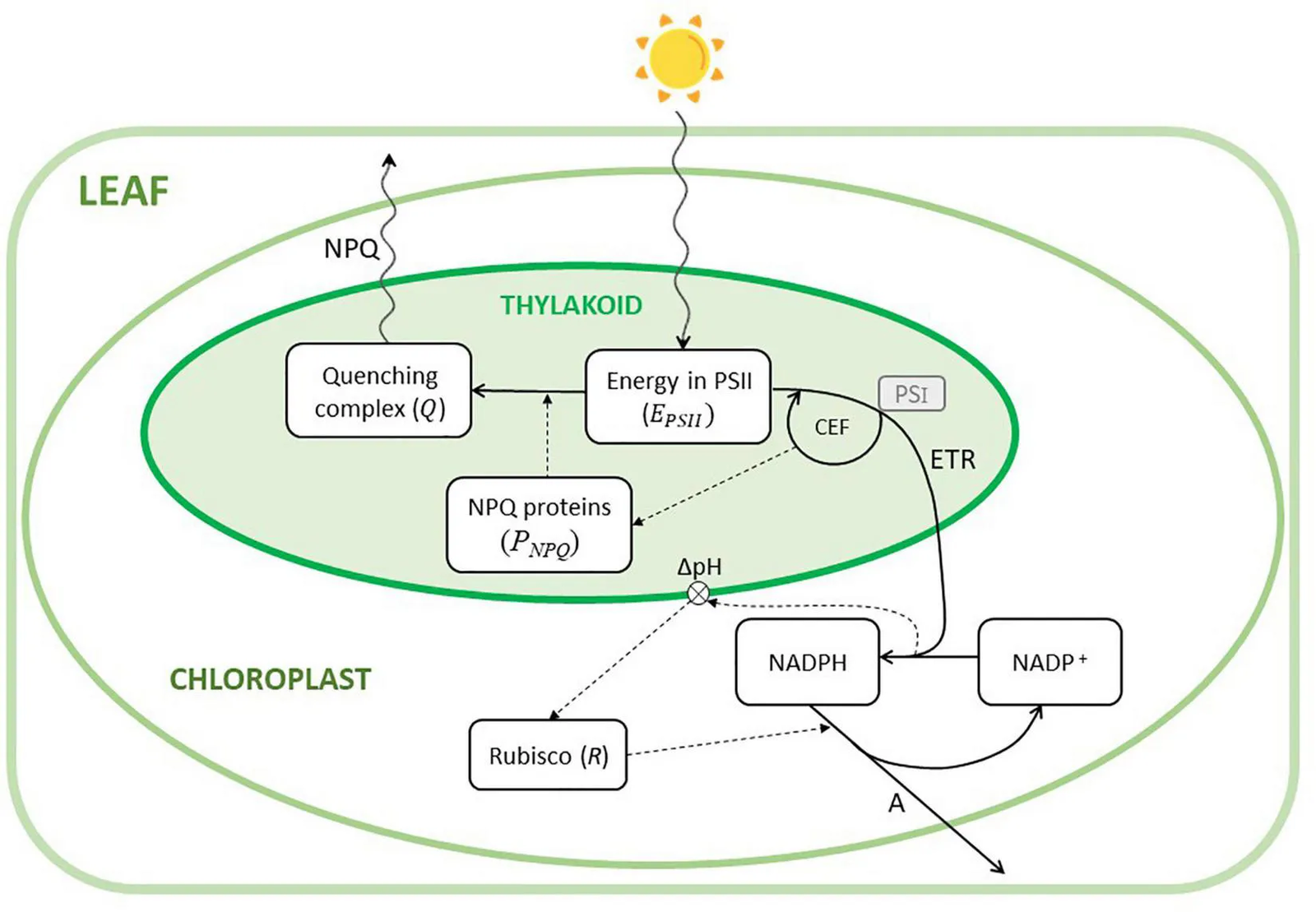 Salvatori 2022, Front. Plant Sci. scheme